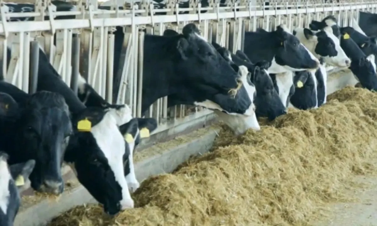 Canada siết chặt nhập khẩu bò sữa tại Mỹ 
