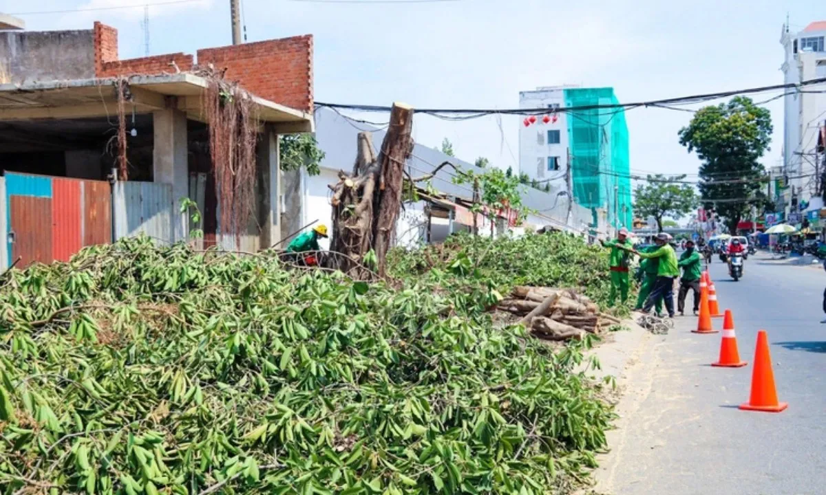Đốn hạ gần 100 cây xanh làm đường vào sân bay Tân Sơn Nhất