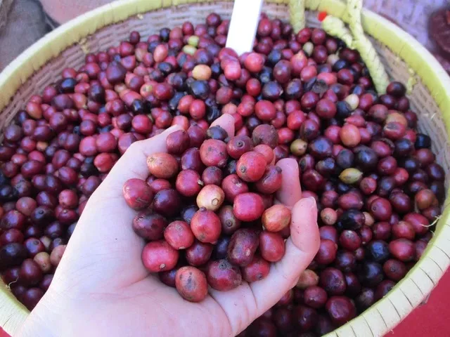 Giá cà phê lao dốc mạnh