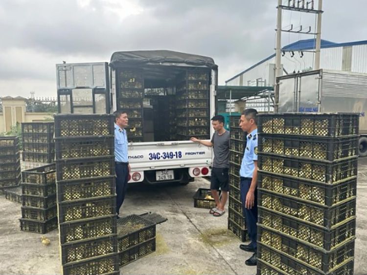Phát hiện nhiều vụ nhập lậu vịt giống