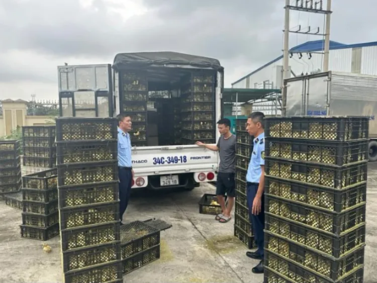 Phát hiện nhiều vụ nhập lậu vịt giống