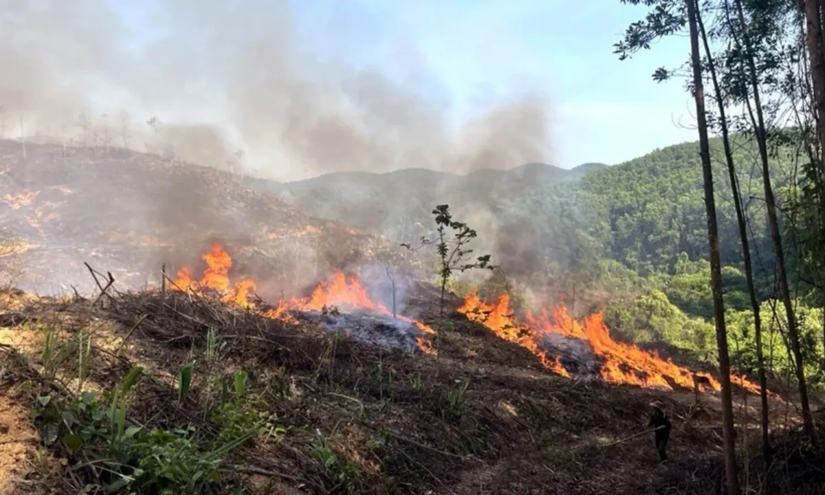 Nhiều tỉnh có nguy cơ cháy rừng trong tháng 5/2024