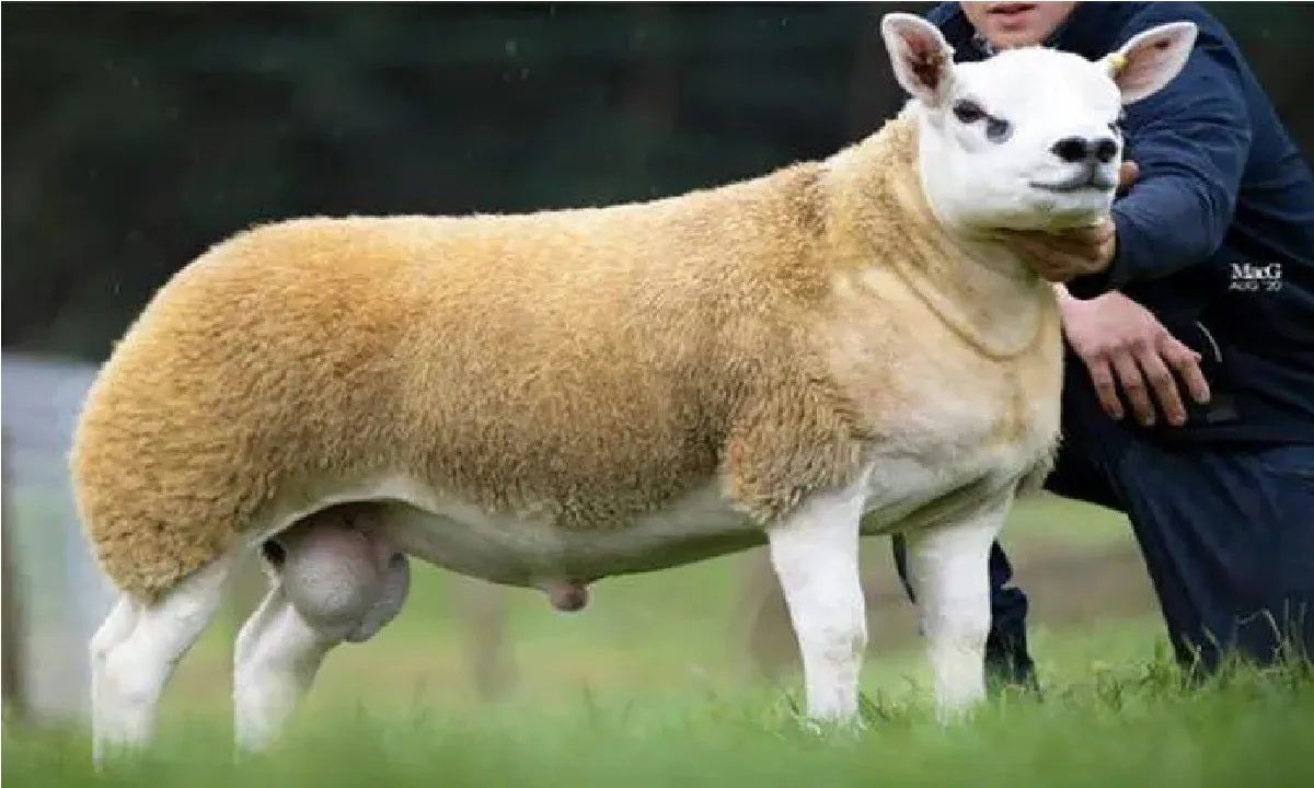 Chú cừu đắt giá nhất thế giới, đến 3 nơi chấp nhận bỏ tiền “khủng” để sở hữu