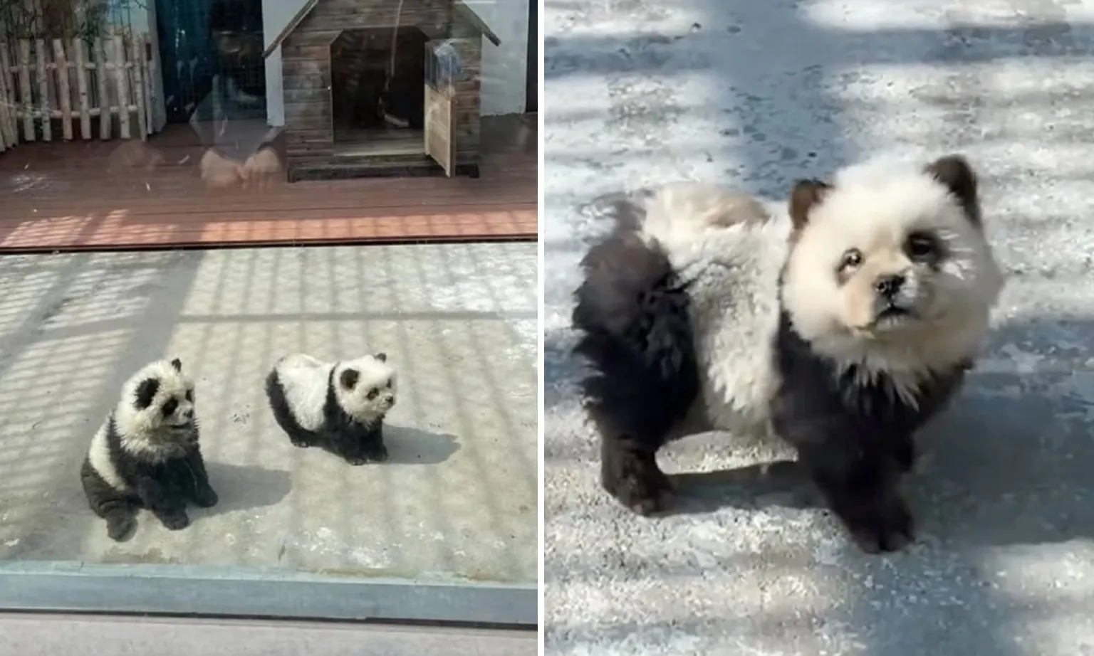 Du khách phẫn nộ khi gấu trúc trong sở thú thực chất là… chó được nhuộm màu đen trắng