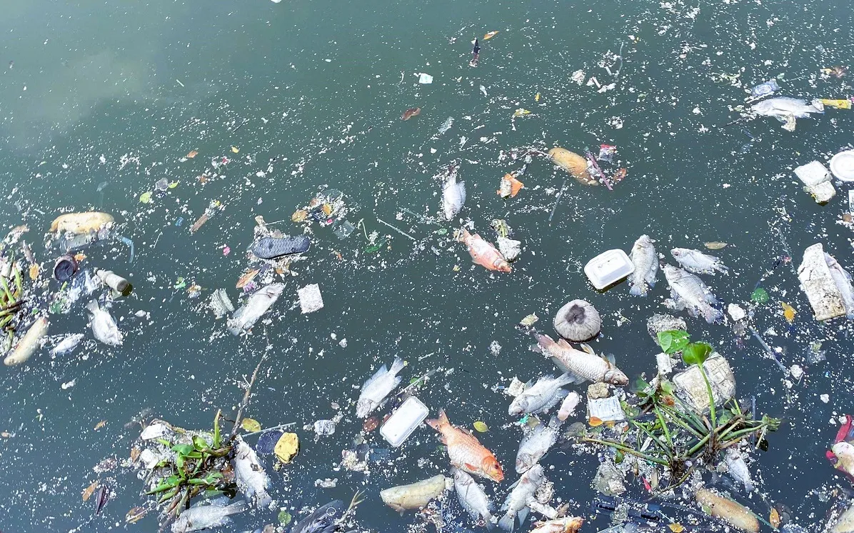 Sau mưa, cá chết trắng kênh Nhiêu Lộc - Thị Nghè