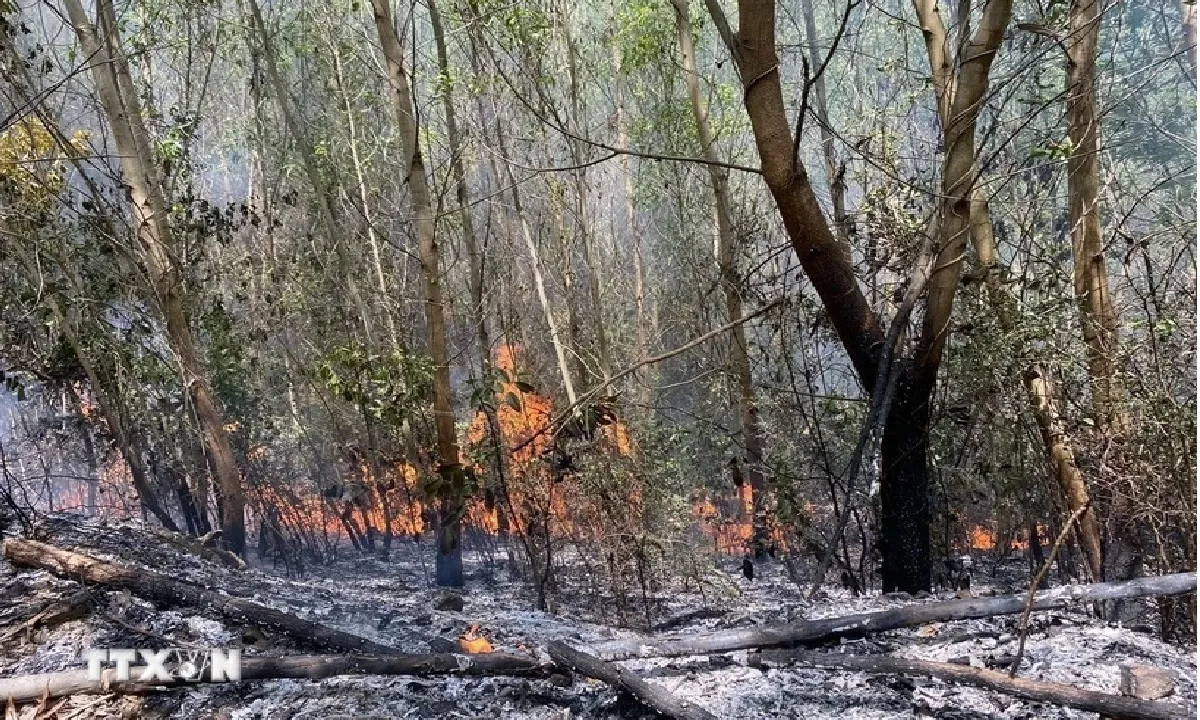 Khánh Hòa: Cháy rừng keo phòng hộ lan ra ruộng mía