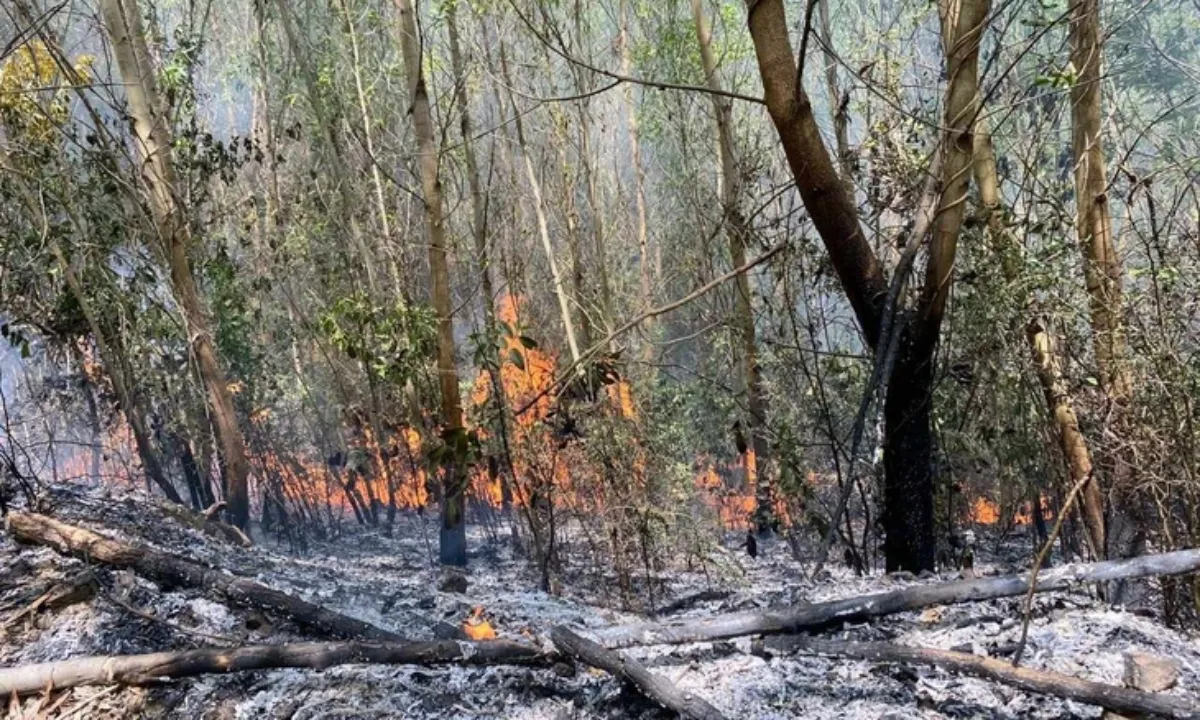 Khánh Hòa: Cháy hàng chục hecta rừng keo và mía