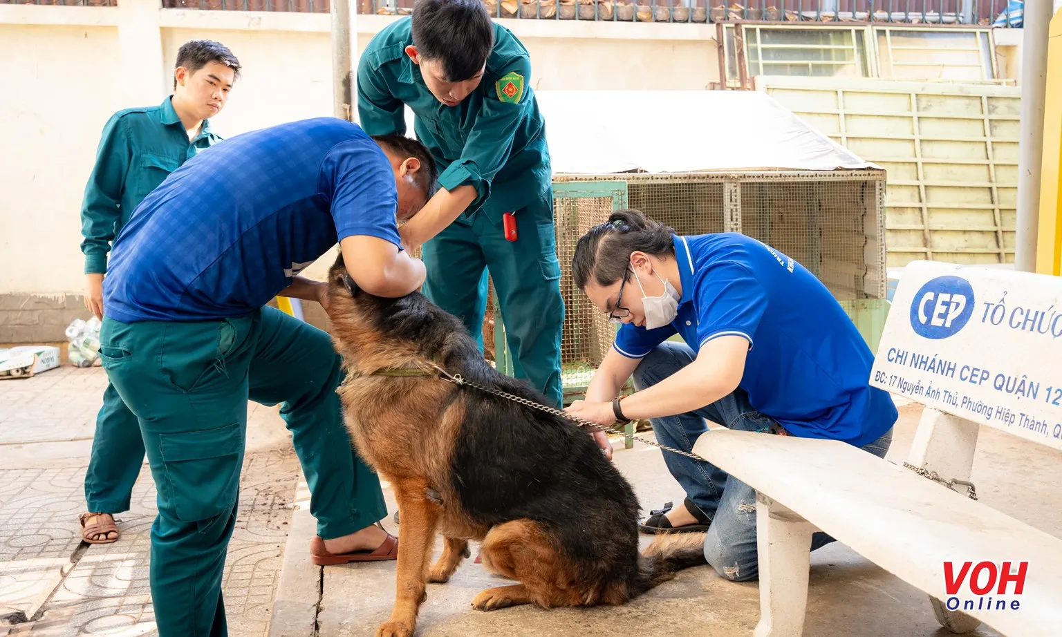 Sinh viên thú y hỗ trợ lực lượng chuyên ngành, tiêm phòng bệnh dại cho vật nuôi tại địa phương