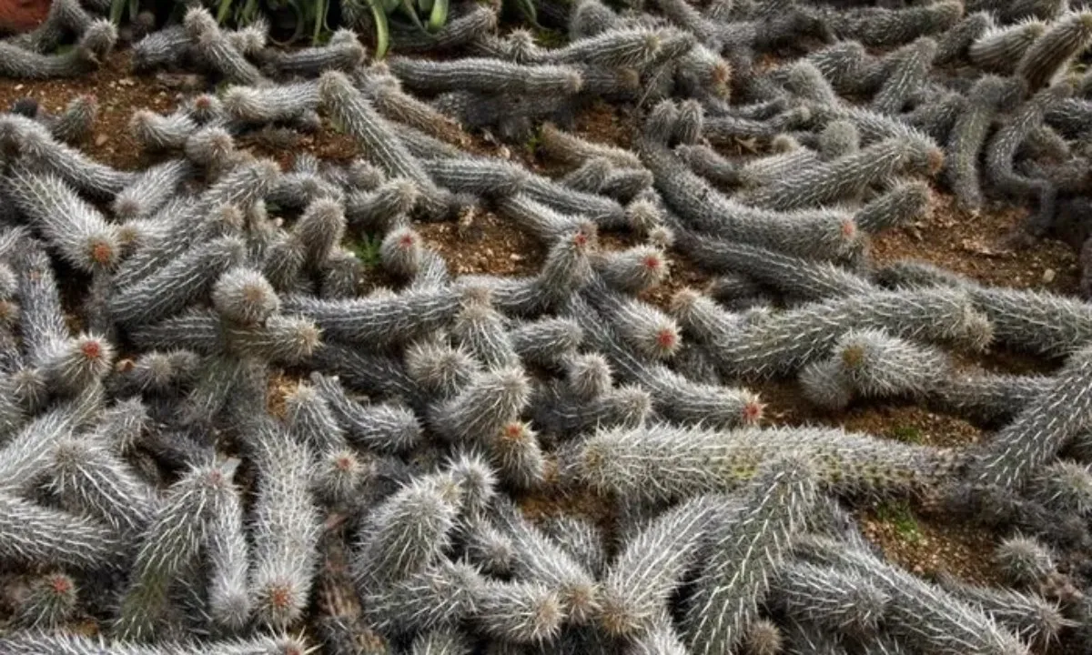 Xương rồng “độc lạ” ở Mexico: Biết đi và sống trăm tuổi