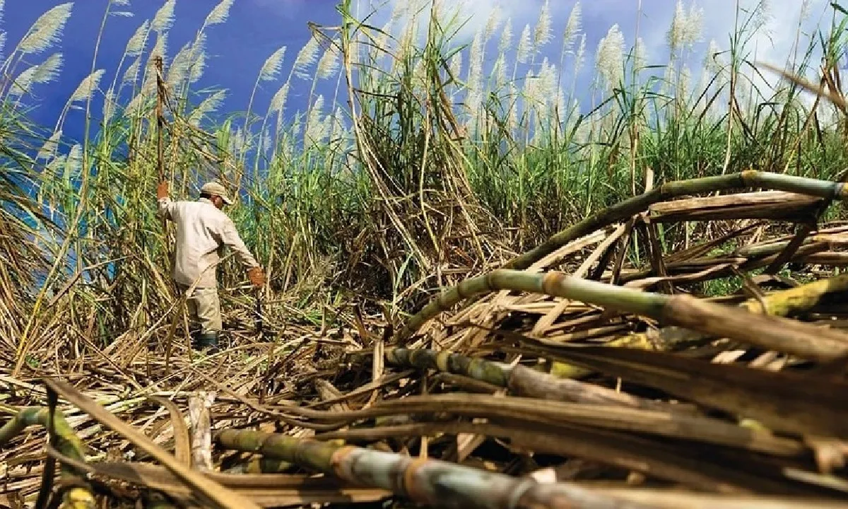 Cuba nhiều khả năng phải nhập khẩu đường