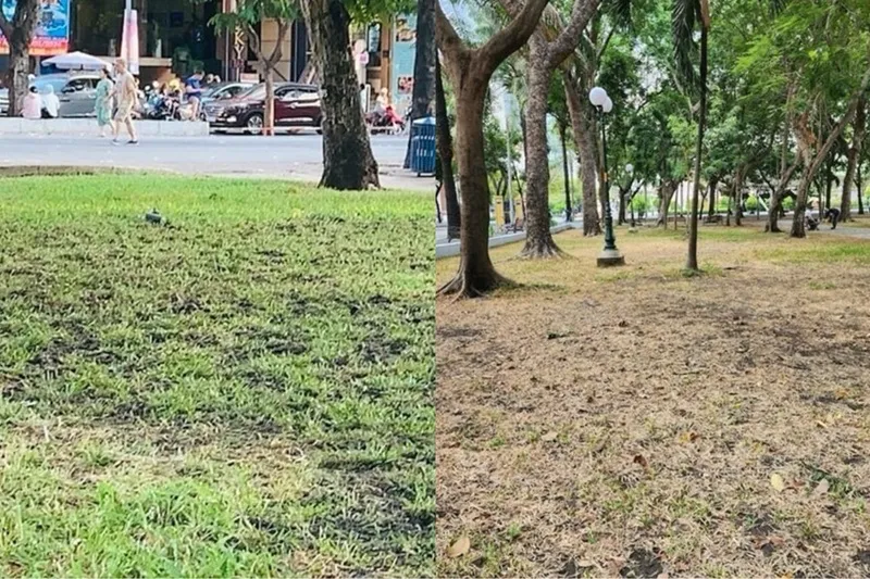 tham-co-cv-23-9-truoc-sau