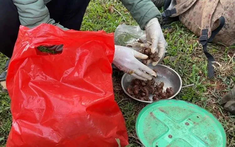 Đi nhặt xác ve sầu đem bán được 2 triệu đồng/kg