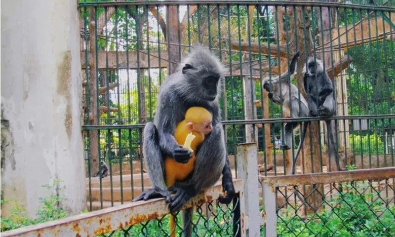 Thảo Cầm Viên giải oan cho nghi vấn “cặp đôi” khỉ xám sinh ra con có lông màu vàng