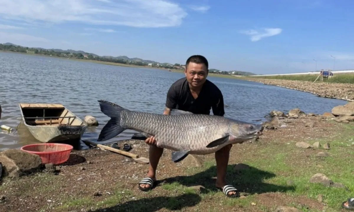 Bắt được cá trắm đen nặng hơn 36kg tại hồ nước đẹp nhất Buôn Ma Thuột