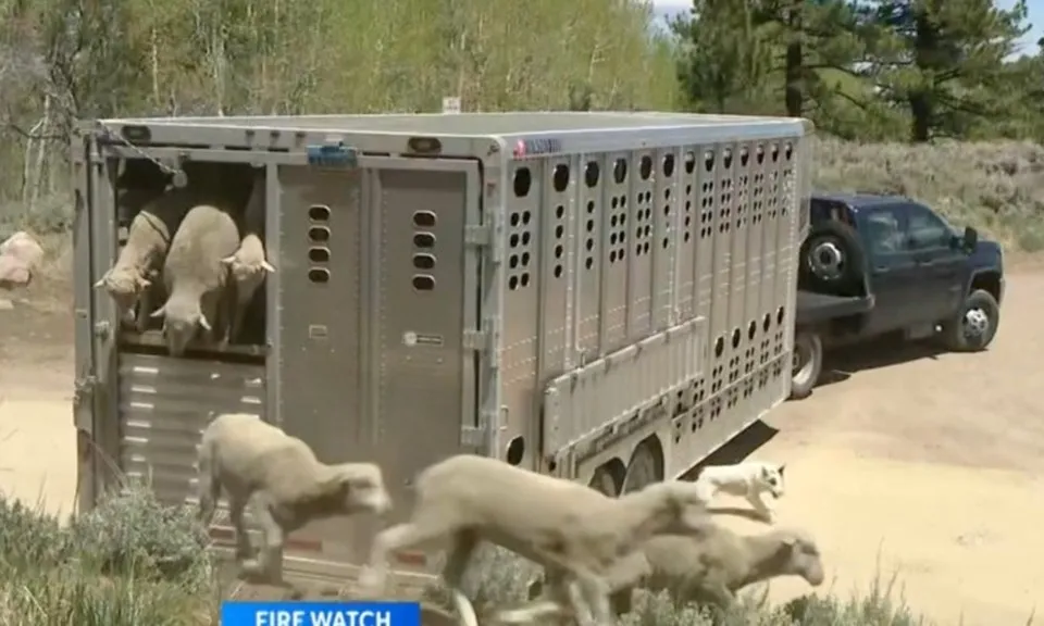 Mỹ thả rông hàng trăm con cừu đói để ngừa cháy rừng