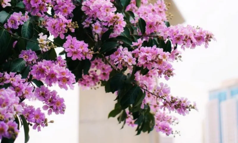 1705 - hoa bằng lăng - nd1 (2)