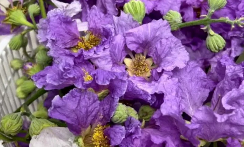 1705 - hoa bằng lăng sau khi hái - nd 2 (1)