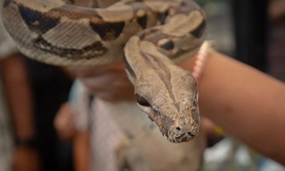 Trăn khổng lồ xâm lấn hoành hành ở Puerto Rico