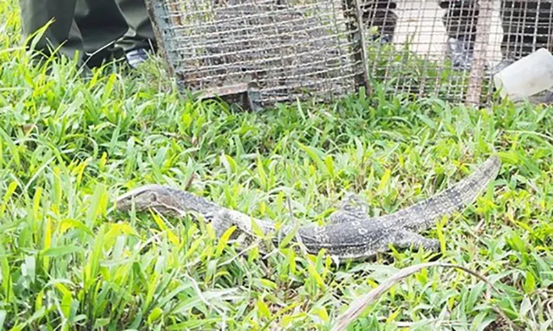 Cà Mau Thả 8 con kỳ đà hoa về Vườn quốc gia U Minh Hạ