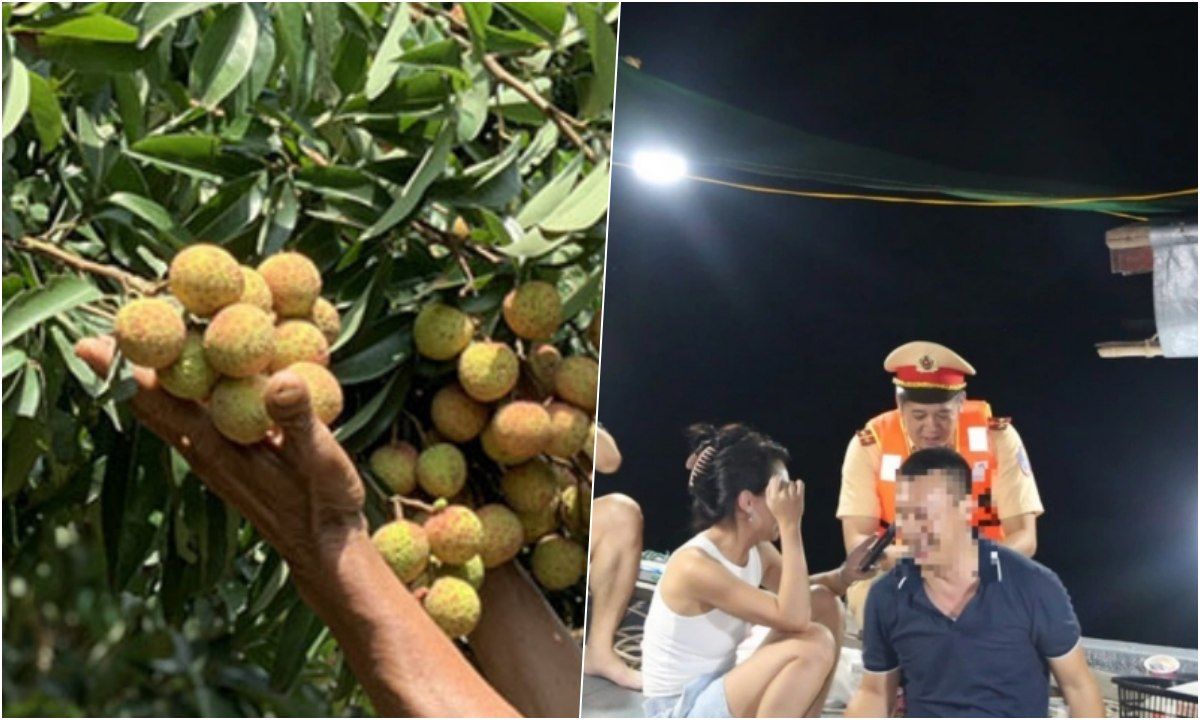 Điểm tin trưa 30/5: Thủ phủ vải mất mùa chưa từng có | Xử lý nghiêm các tour câu mực đêm tự phát 