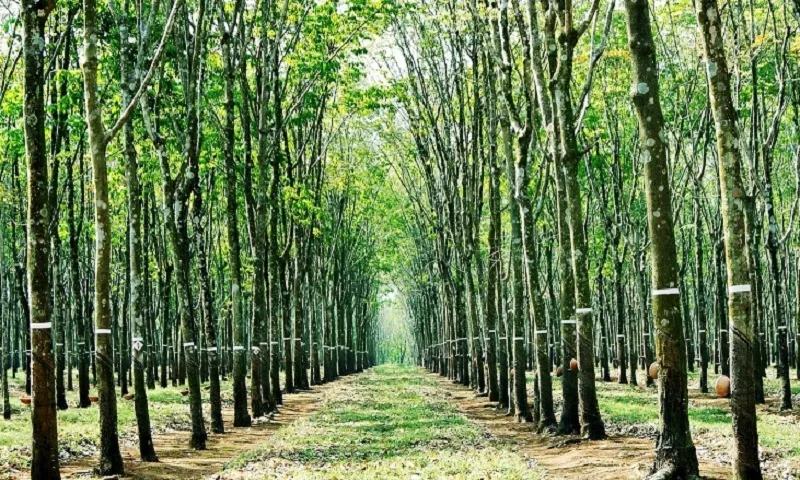 Giá cao su tăng mạnh nhờ xuất khẩu