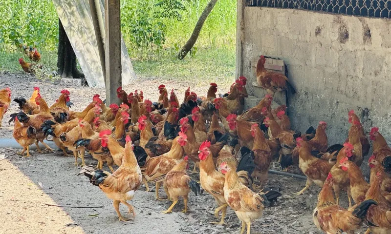 3105 - Từ 100 con, đàn gà Cùa của anh Bắc đã lên đến vài nghìn con - nd2