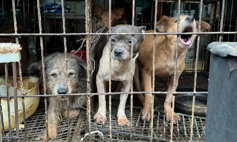 Four Paws: Tiếp tục kêu gọi chấm dứt buôn bán thịt chó mèo tại Việt Nam