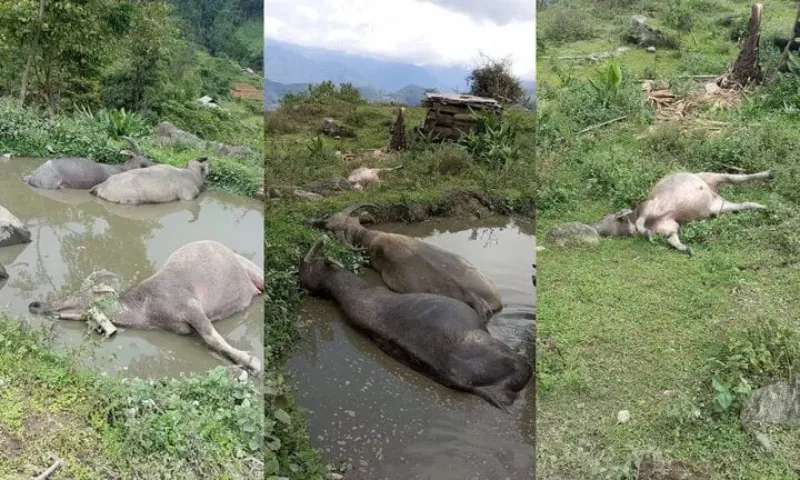 Hà Giang: Sét đánh chết đàn trâu trị giá trăm triệu