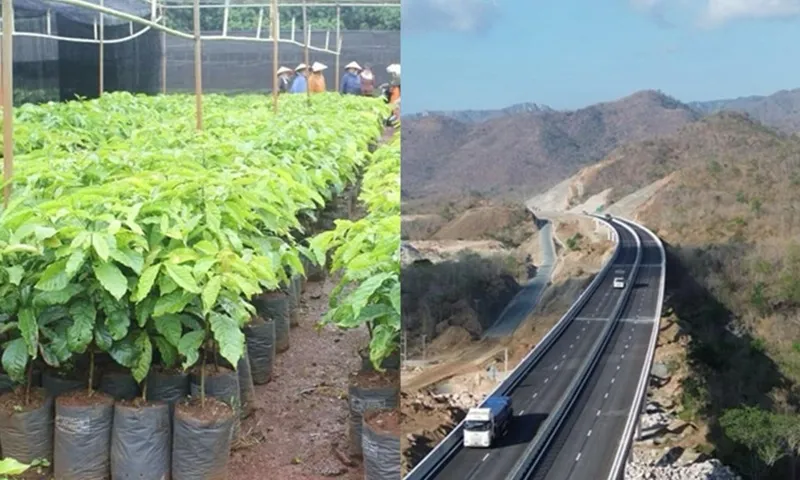 Điểm tin chiều 7/6: Cà phê giống cháy hàng | Tiếp tục nạn ném đá trên cao tốc Cam Lâm - Vĩnh Hảo