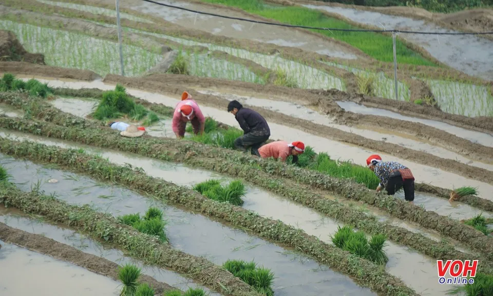 Sẽ tổng điều tra nông thôn, nông nghiệp năm 2025 vào ngày 1/7/2025