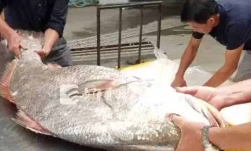 Ngư dân bắt được con cá đù vàng được trả giá 4,1 tỷ đồng