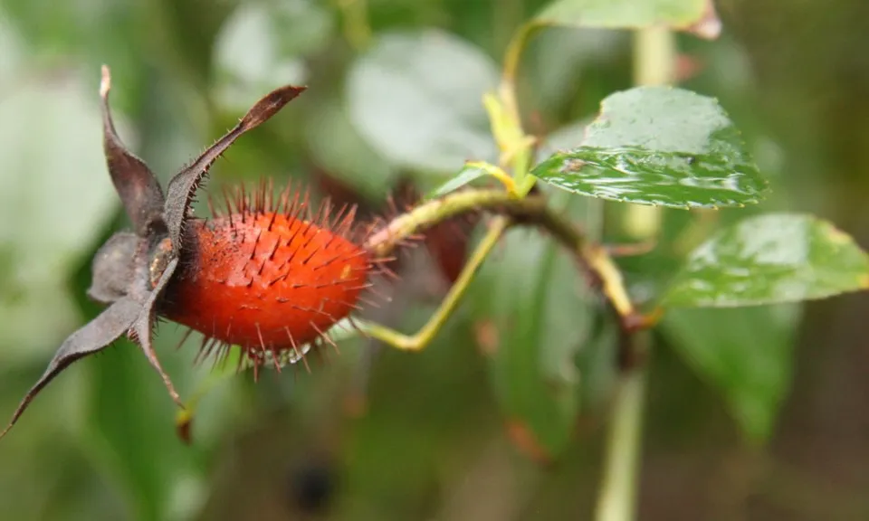 Quả dại mọc nhan nhan ở miền núi phía bắc, tưởng bỏ đi nhưng có giá 400.000 đồng/kg