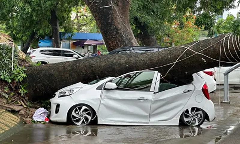 Mưa lớn, cây cổ thụ bật gốc, đè bẹp ô tô mới mua ở Hải Phòng