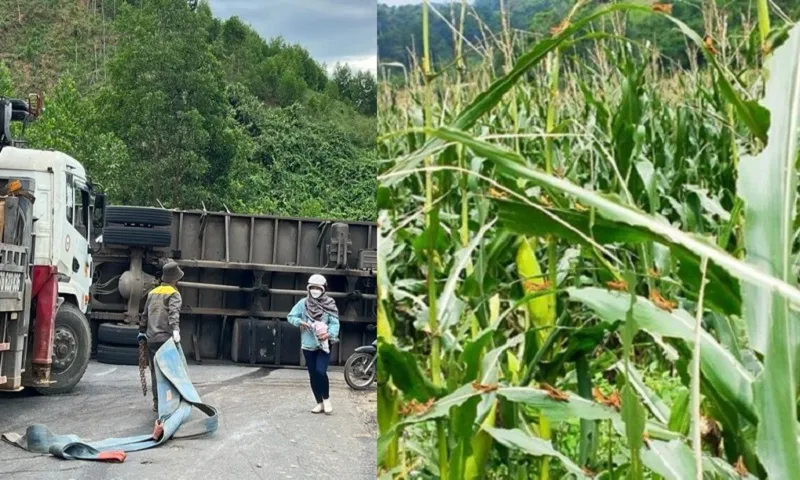 Điểm tin trưa 11/6: Châu chấu phá hoại mùa màng ở Tuyên Quang | Xe tải tự lật chắn ngang đường