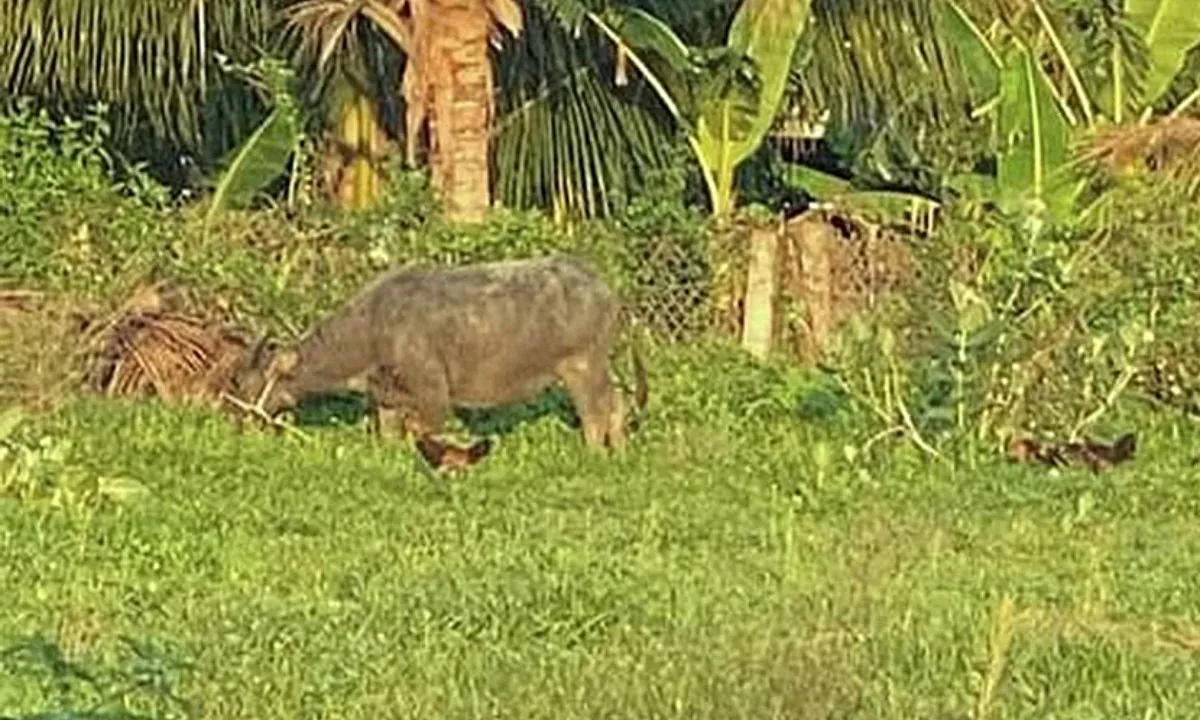 Bình Thuận: Hàng chục người vây bắt “trâu điên” húc người đi đường