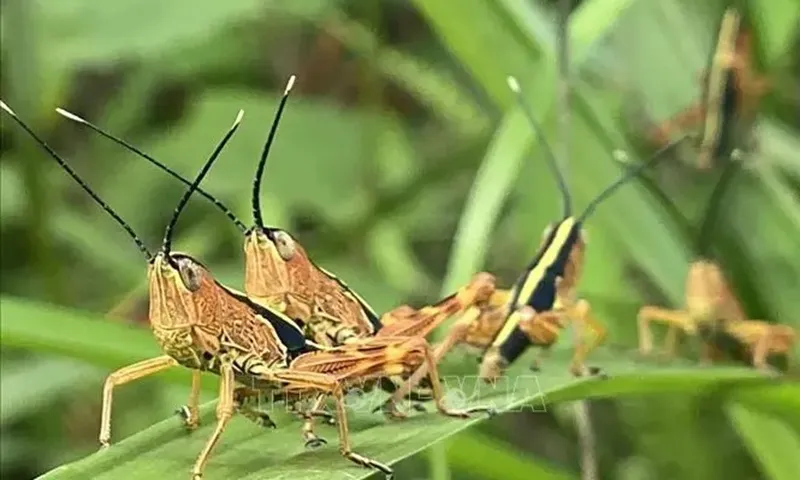 chau-chau-130624-1718323495800-17183234960321347517728