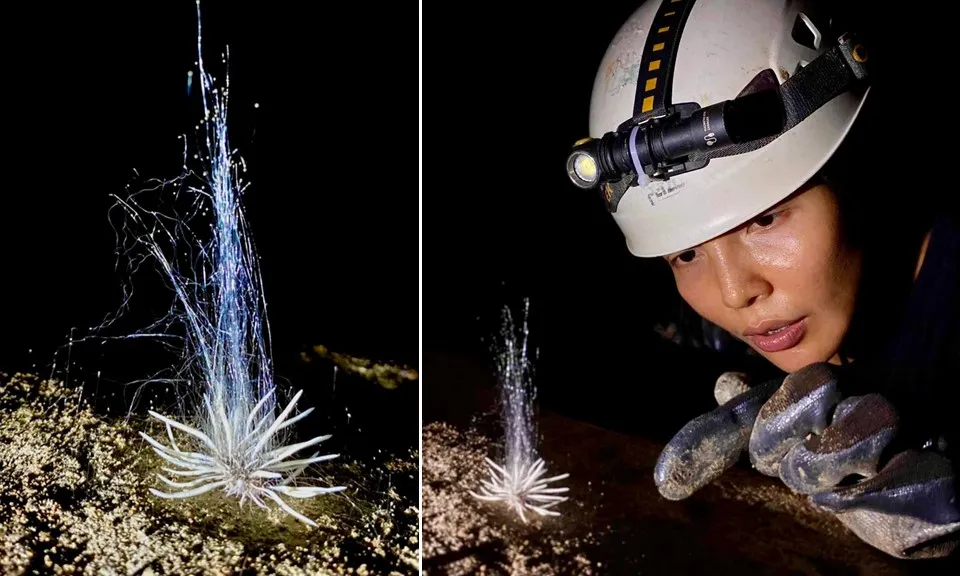 Phát hiện sinh vật lạ trong hang động tại Quảng Bình