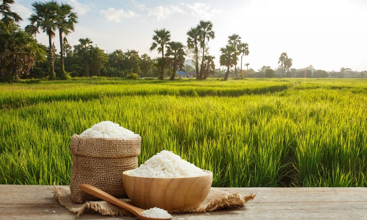 “Nâng tầm gạo Việt”: Hành trình khẳng định đẳng cấp của thương hiệu Đồng Việt