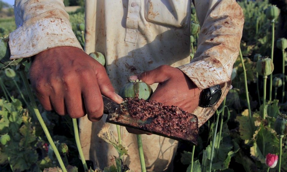 Cảnh báo số ca tử vong tăng do sản lượng thuốc phiện ở Afghanistan sụt giảm