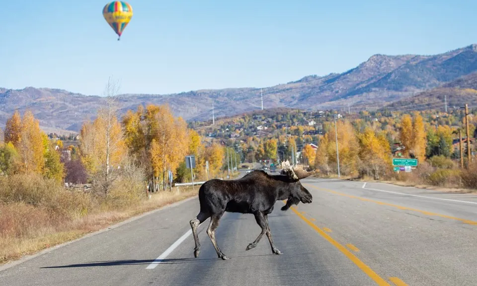 Colorado: Nai sừng tấm phát triển quá nhanh, chính quyền phải thả sói để xử lý