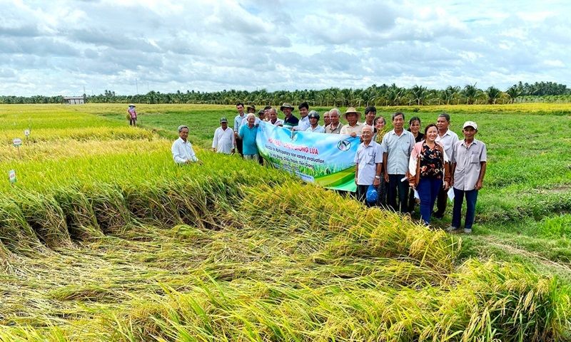 Mạnh dạn trồng lúa theo cách mới, nữ nông dân thu tiền tỷ mỗi năm