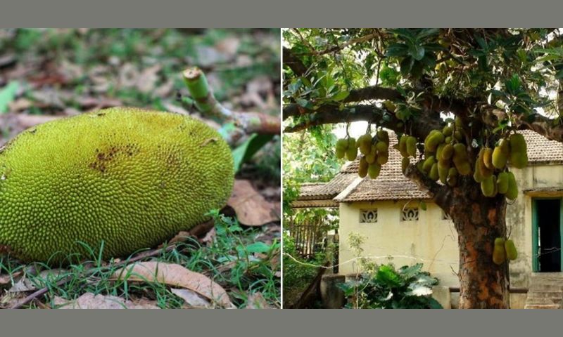 Cụ ông 84 tuổi tử vong vì bị mít rơi trúng đầu