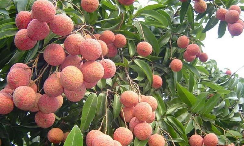 Mùa vải thiều ngắn ngủi