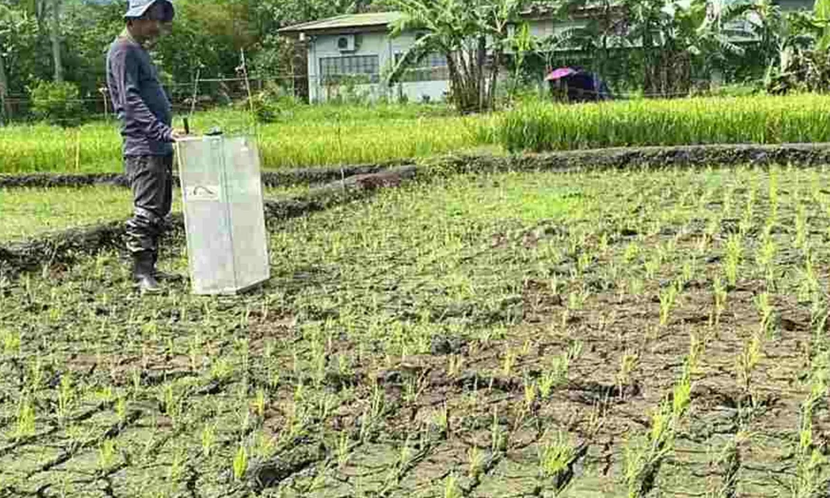 Tin phát triển bền vững ngày 2/7: Việt Nam là nơi khởi động dự án lúa carbon thấp ở ASEAN