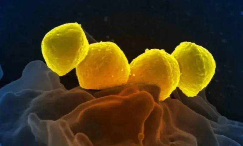 Nhật Bản ghi nhận số ca nhiễm liên cầu khuẩn tăng cao 