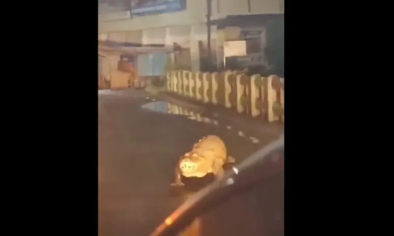 Cá sấu đi dạo trên đường phố sau mưa