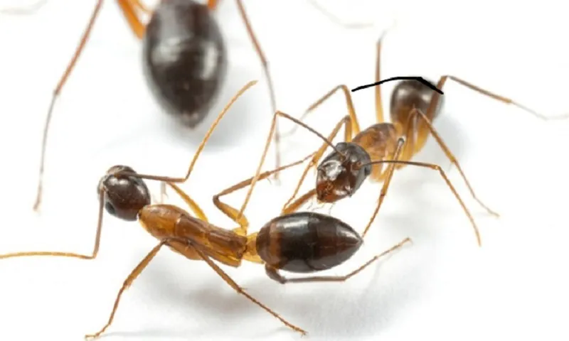 Phát hiện loài động vật biết phẫu thuật như con người