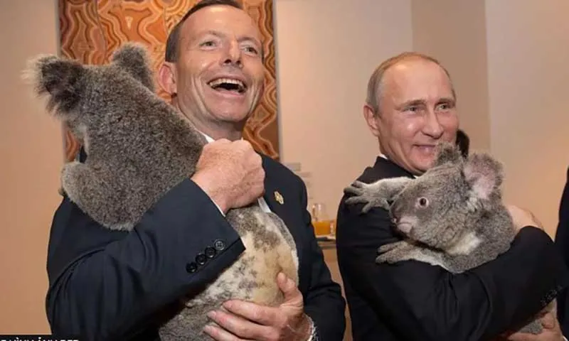 Cựu Thủ tướng Tony Abbott và Tổng thống Nga Vladimir Putin đang bế những chú gấu túi ở Lone Pine