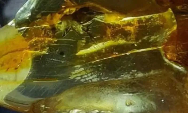 Miếng hổ phách Baltic có tuổi đời khoảng 40 triệu năm