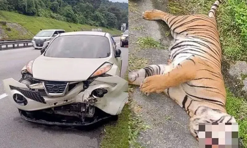 Hổ Malaysia quý hiếm bị xe tông chết khi băng qua cao tốc